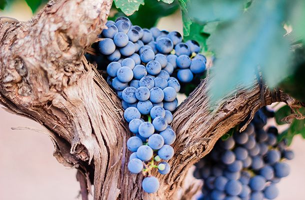 Image of a grapevine in the vine route of Navarre.